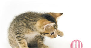 Rascar, rascar i seguir rascant