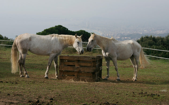 T281-caminant1