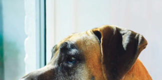 La leishmaniosis canina