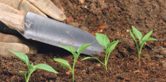 L’adob, aliment de les plantes