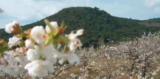 Els cirerers d’en Roca