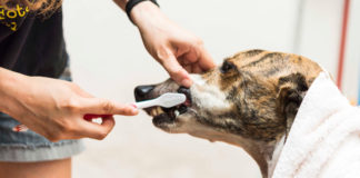 La higiene dental animal