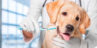 La medicina preventiva, la nostra millor aliada de la nostra mascota