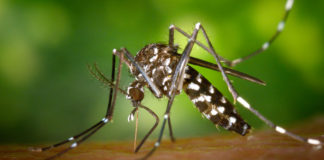 Prevenció contra el mosquit tigre