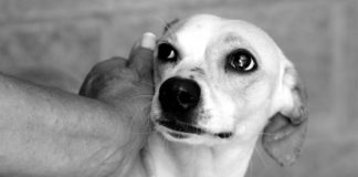 Parlant amb la mirada