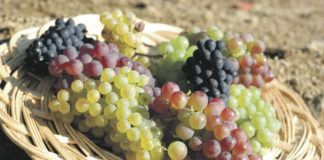 Tot a punt per la 49a Festa de la Verema a Alella