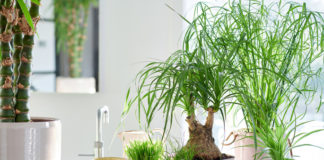 Els gats i les plantes: beneficioses, excitants, repel·lents i tòxiques