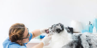 La boca de tu mascota y sus cuidados