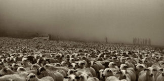 Exposició ‘Ramats i muntanyes’, de Núria López