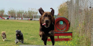 Educar la nostra mascota com a manera de mostrar-li el nostre amor