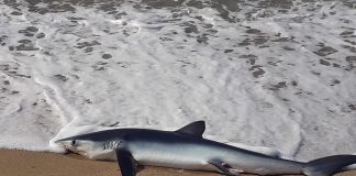 Troben un tauró mort a la platja d’Ocata